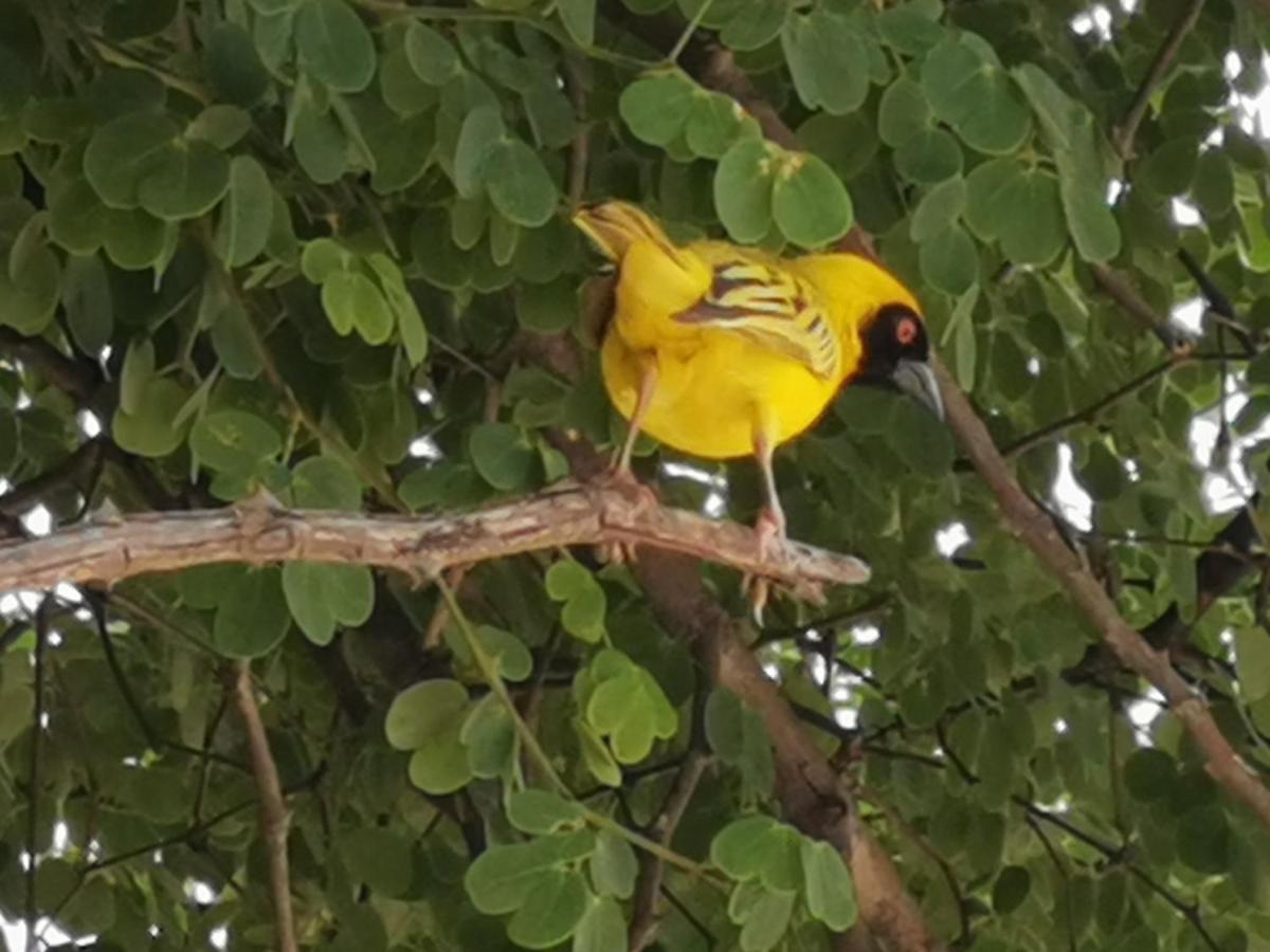 Happy Forest B&B Katima Mulilo Bagian luar foto